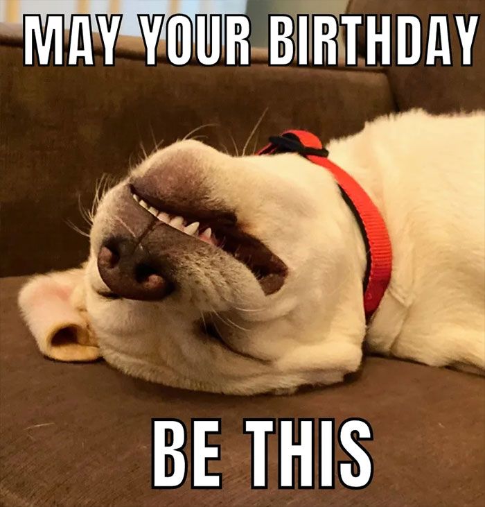 Birthday Puppy Meme birthday-puppy-meme