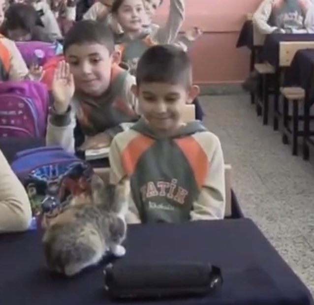yagmurmercik's tweet photo. herhangi bir kedi gordugumde benim mutluluk https://t.co/9PhwhBoC2Y