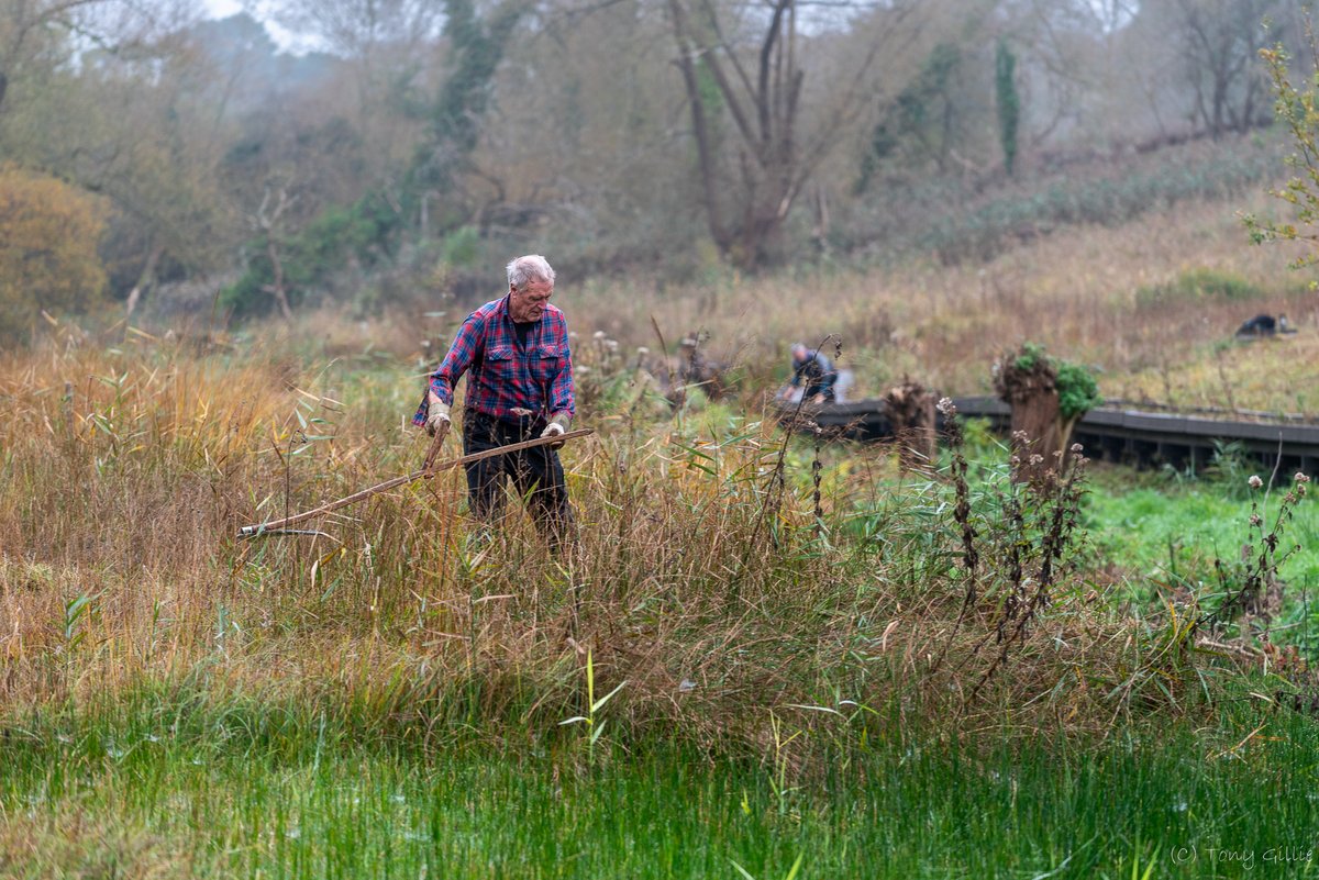 friendlyevalley's tweet photo. We're making good progress scything the east side of our #SSSI fen, though still plenty to do here and on the west side. Thank goodness for such hardworking #volunteers!
#OxfordshireFens #Ox3 https://t.co/NDf5ESEKmq