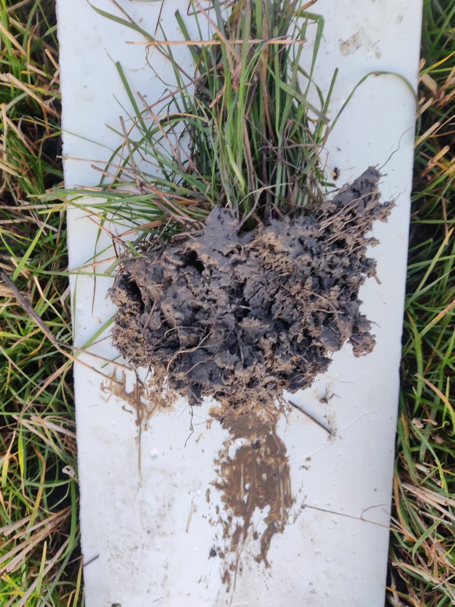 Cover crops for winter. Super wet conditions. Worms found were inactivate. Clovers didnt survive this time.