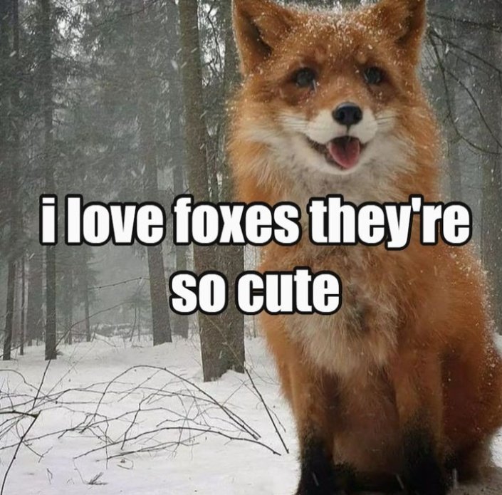 TheFoxLife's tweet photo. https://t.co/BAiQp5QplY