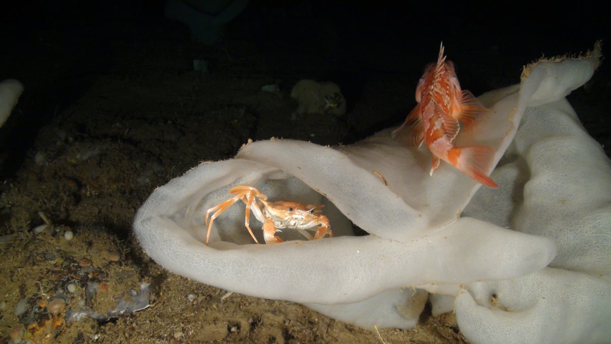 OceanaEurope's tweet image. Bad news from #GFCMSession 😵:  Oceana condemns Mediterranean countries 🇲🇦🇩🇿🇪🇸🇪🇺 for delaying permanent protection of age-old coral reef 🪸 from #deepsea fishing
@UN_FAO_GFCM #MedFish4Ever #DefendTheDeep

Read more: europe.oceana.org/press-releases…