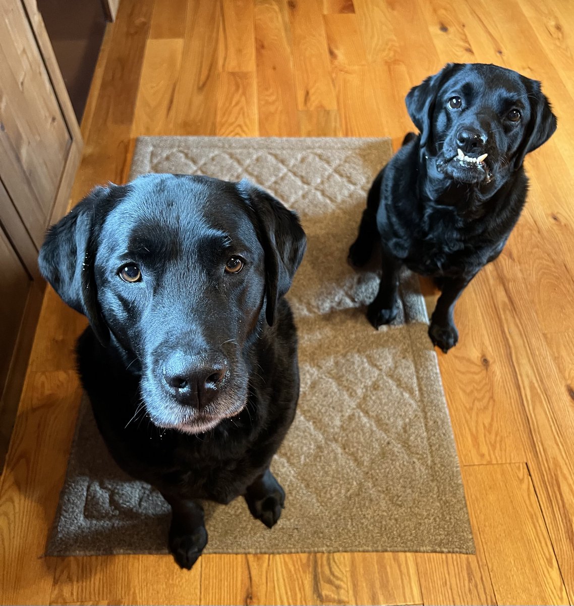 TNflattop's tweet photo. Good morning sweet frens! We think you’re looking pawtastic today! We’re sending you our biggest lovies to start your day out pawfectly! Also, we started an account on Blue Sky & you can follow us there too. We will still be here.🥰🐾😘
#bethelove #DogsAreFamily #Tugtinkandthump https://t.co/iIHCnbljTR