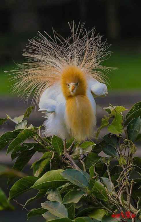 Ecco che arriva Gamal Mamdouh, pronto a fare rumore!