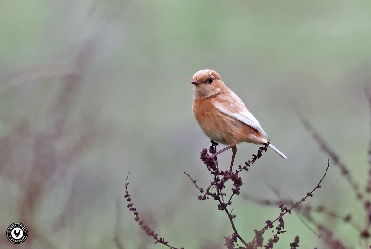 Old Caley (@old_caley) on Twitter photo Went to Staines Moor to look for Water Pipits but ended up walking into this funky looking Stonechat instead. Smart little thing! <a href="/BirdGuides/">BirdGuides</a> <a href="/SurreyBirdNews/">SurreyBirdClubNews</a> <a href="/LondonBirdClub/">London Bird Club</a> <a href="/Natures_Voice/">RSPB</a> <a href="/WildlifeTrusts/">The Wildlife Trusts</a> Went to Staines Moor to look for Water Pipits but ended up walking into this funky looking Stonechat instead. Smart little thing! <a href="/BirdGuides/">BirdGuides</a> <a href="/SurreyBirdNews/">SurreyBirdClubNews</a> <a href="/LondonBirdClub/">London Bird Club</a> <a href="/Natures_Voice/">RSPB</a> <a href="/WildlifeTrusts/">The Wildlife Trusts</a>