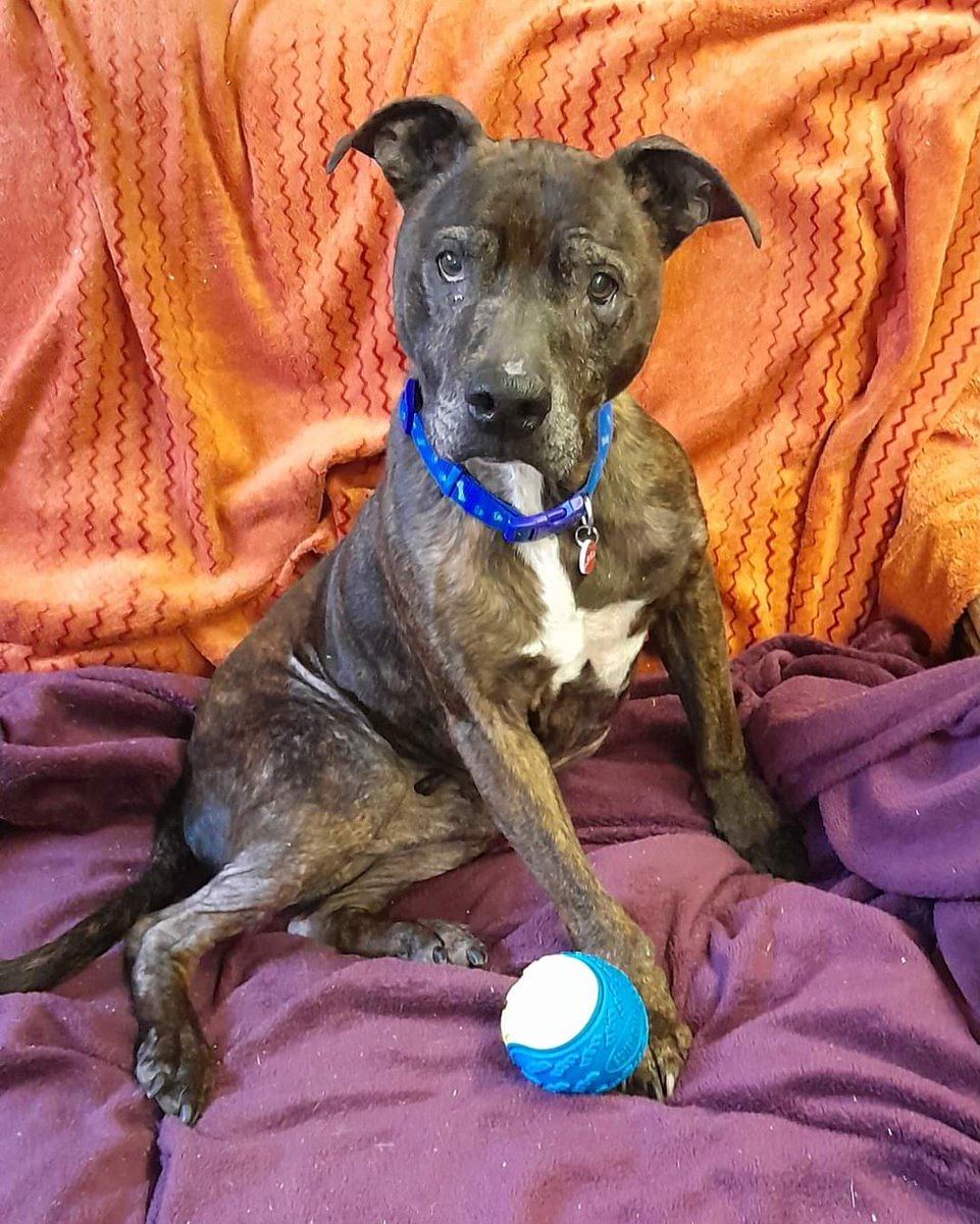 SeniorStaffy's tweet photo. I can't get enough of this fabulous photo of our Gentleman Jack taken by one of our volunteer walkers today, isn't it adorabull 😍😍😍
He's now available for adoption and is just the perfect little package 📦 
Click here for more info ⬇️⬇️⬇️
https://t.co/VIkqs7d9b4 #TeamZay #SSC https://t.co/AyH7XDuZDy