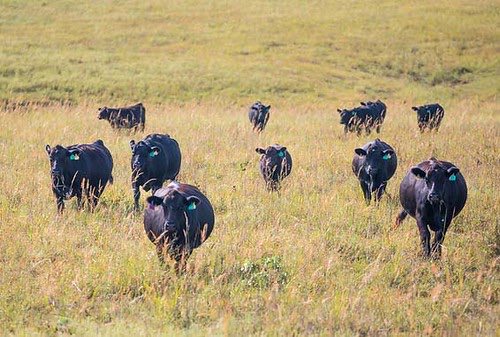 Come join us at K-State! We are seeking an assistant professor and extension range management specialist: careers.k-state.edu/jobs/assistant… #RangeManagement #Rangelands #Grasslands