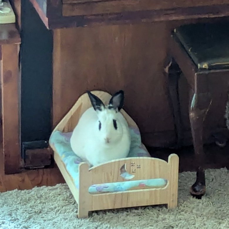 RabbitoftheDay's tweet photo. 📅 15th November 2024
🐰 Wilbur
🏷️ @baYsYckwrYteboY
💕 #animaloftheday https://t.co/lEx4pAZEWZ