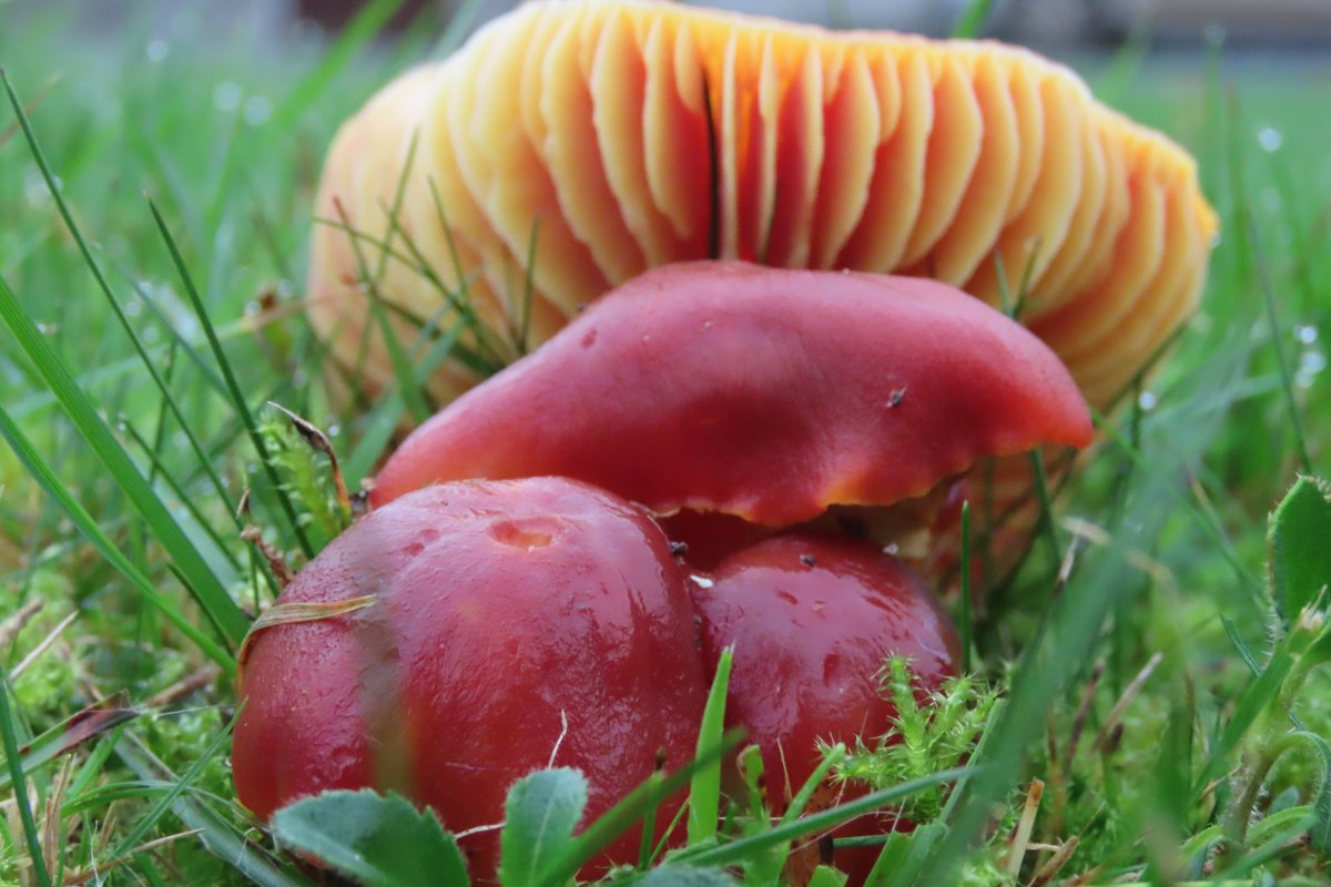donnarainey4's tweet photo. The best Waxcap churchyard I've been to, so many beauties. #fungi https://t.co/6mwHeIapGH