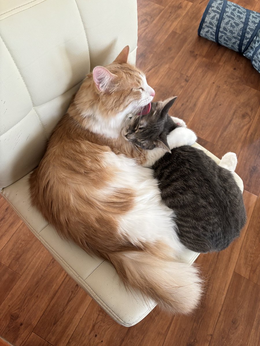 Sahana Jayaraman (@sahanajayaraman) on Twitter photo Happy Friday after the election. Here is a picture of the little guys that live in my house lovin’ on each other. Happy Friday after the election. Here is a picture of the little guys that live in my house lovin’ on each other.