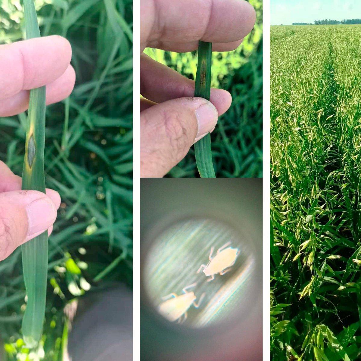 calasegunda's tweet photo. 🌱 Monitoreo - J.N Fernández 
👉🏼 Siempre acompañando al productor agropecuario.

👩‍💻👨‍💻Seguinos en nuestras redes sociales @calasegundaltda y conocé mucho más de lo que ofrecemos.

#agroinsumos #ladulce #necochea #servicios #agropecuaria https://t.co/wBnqrEsHYM