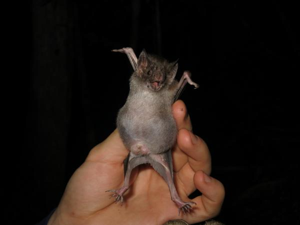 SKULLHORNETS's tweet photo. vampire bats are very cool :) theyre smart and social animals that share blood with eachother mouth to mouth to form bonds and help starving bats and have thermoreception like vipers to sense warm blood and low frequency hearing to sense the breathing of their hosts at a distance https://t.co/ORzLHRNf4E