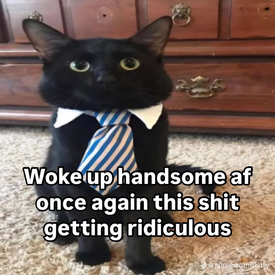 LiterallyMeCats tweet media