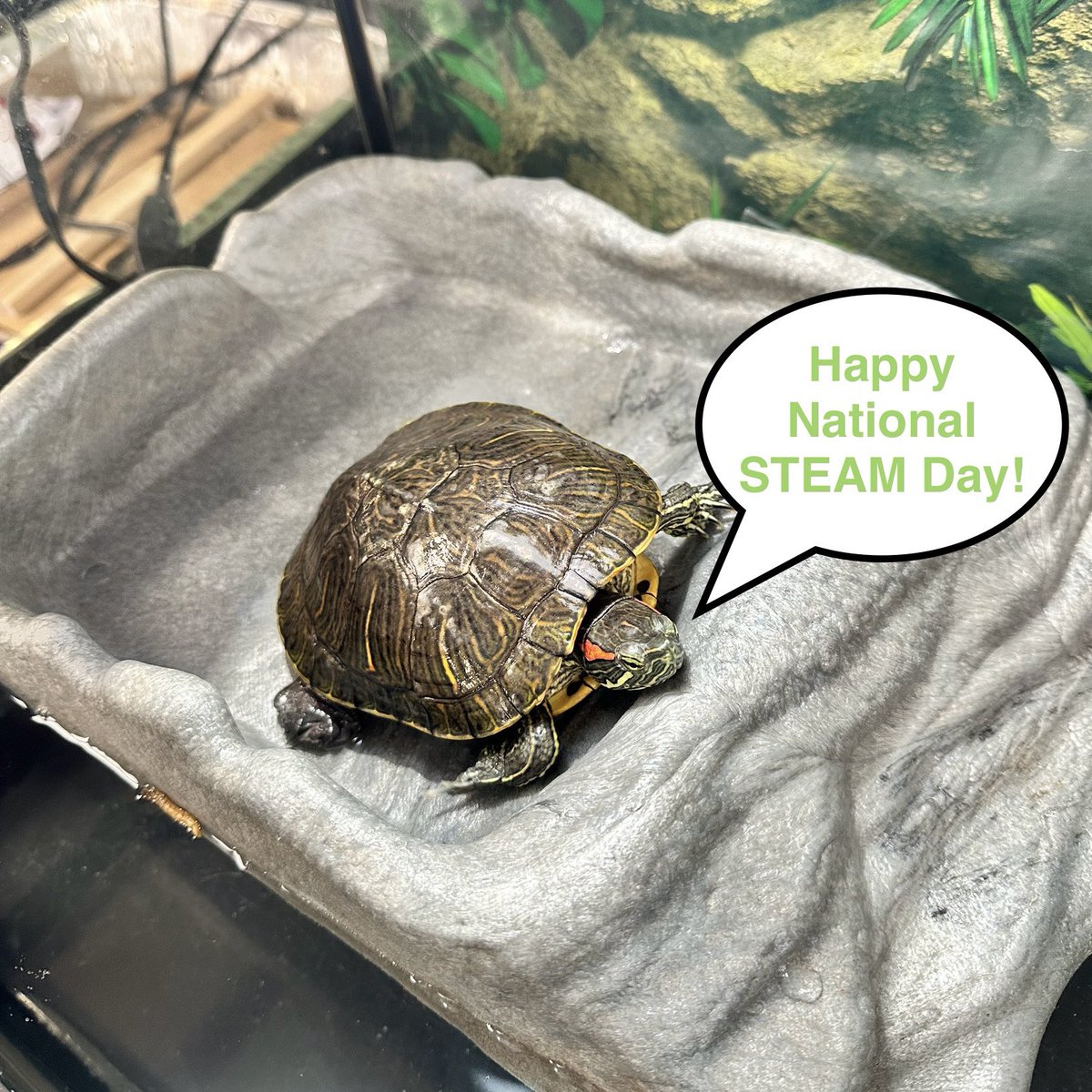 Alyssa Theofanis (@ms_theofanis) on Twitter photo A message from the Jackson Avenue Learning Garden: Dale is resting up and wants to wish everyone a Happy National STEAM Day!🔭🪴🐢<a href="/Jackson_Ave/">Jackson Ave School</a> #NationalSTEAMday A message from the Jackson Avenue Learning Garden: Dale is resting up and wants to wish everyone a Happy National STEAM Day!🔭🪴🐢<a href="/Jackson_Ave/">Jackson Ave School</a> #NationalSTEAMday