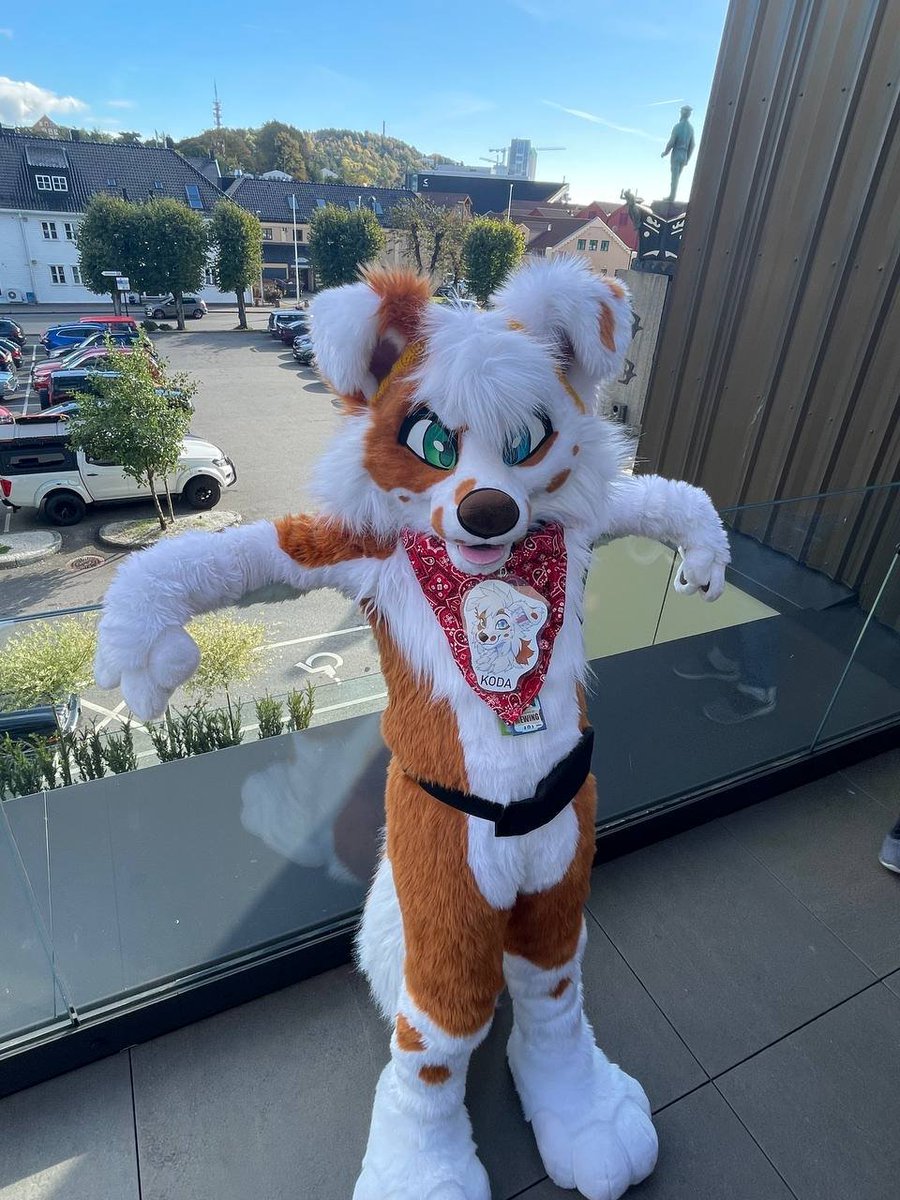 KodaCollie_'s tweet photo. Chillin' this #FursuitFriday  😎

#Furnavia2024 #furnavia https://t.co/s4As9V70nz