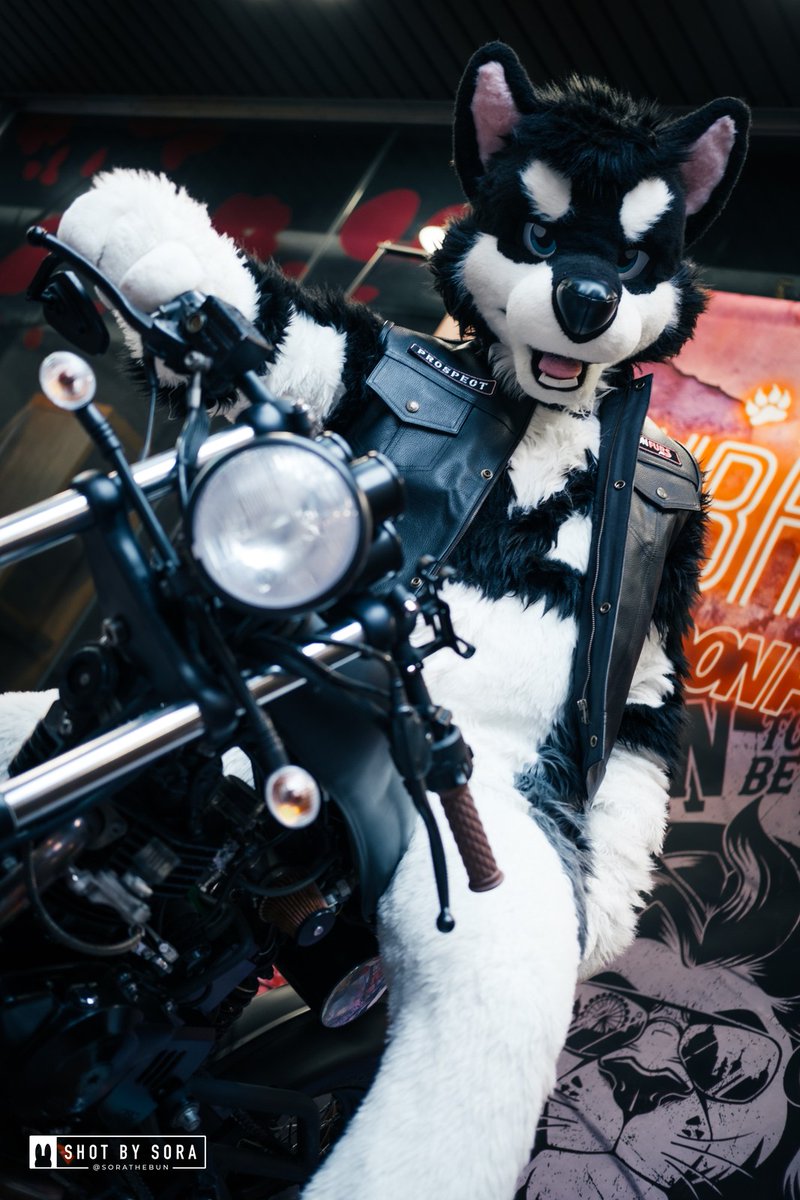 Jocular Borkeh (@jokullbarkson) on Twitter photo Amazing photo by <a href="/SoraTheBun/">Moved to 🟦☁️ @sorathebun.com</a> at <a href="/LondonFurs/">LondonFurs</a> meet in July
You could almost start seeing a BadBoy 😈
#FursuitFriday Amazing photo by <a href="/SoraTheBun/">Moved to 🟦☁️ @sorathebun.com</a> at <a href="/LondonFurs/">LondonFurs</a> meet in July
You could almost start seeing a BadBoy 😈
#FursuitFriday