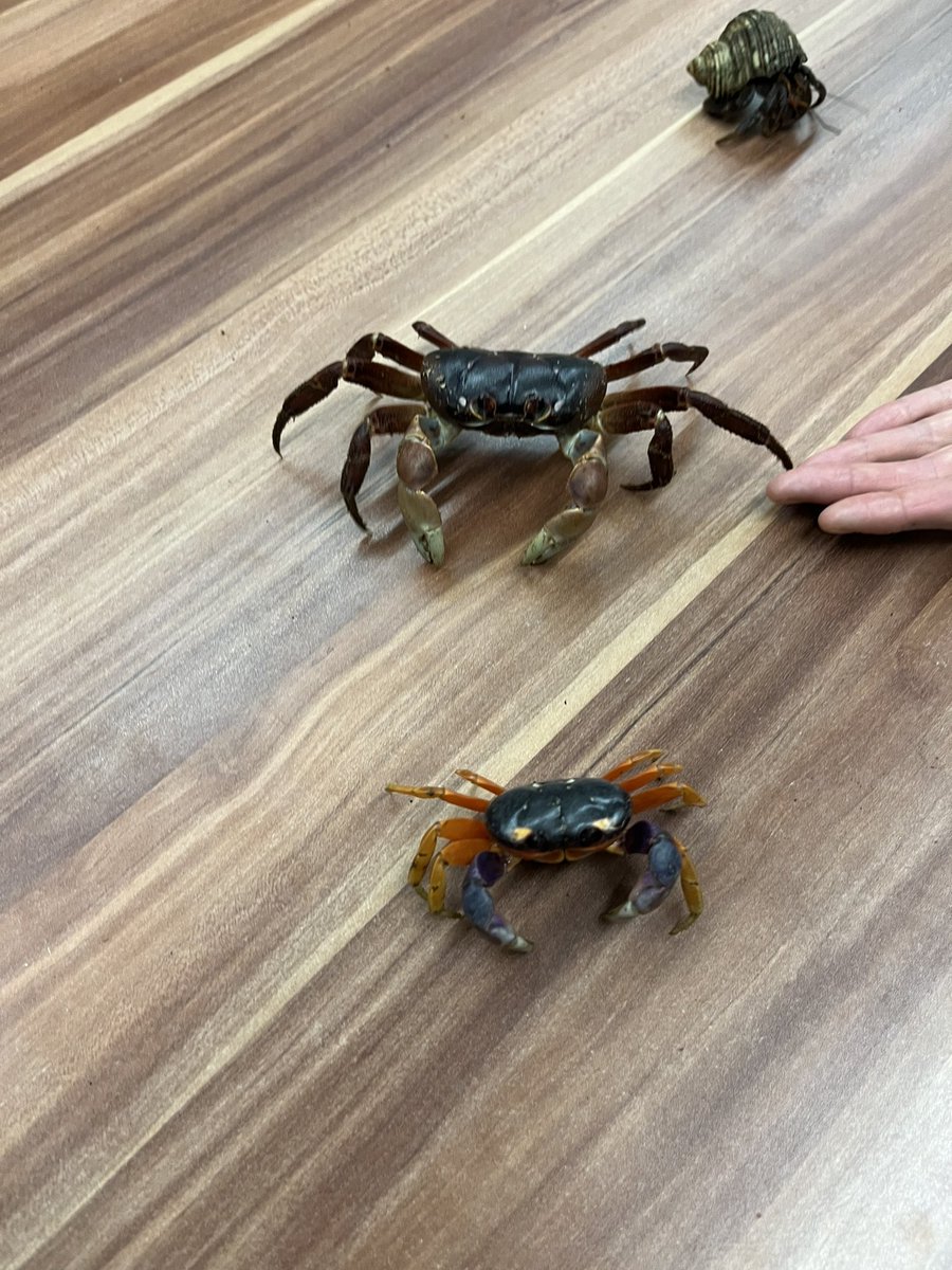 berta5mora's tweet image. El Museu de la Ciència de Granollers programa un munt d’activitats!
Avui al taller d’artròpodes 🕸️🌱🐚