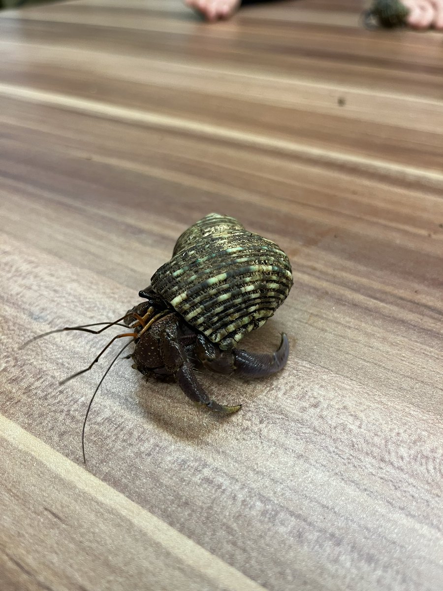 berta5mora's tweet image. El Museu de la Ciència de Granollers programa un munt d’activitats!
Avui al taller d’artròpodes 🕸️🌱🐚