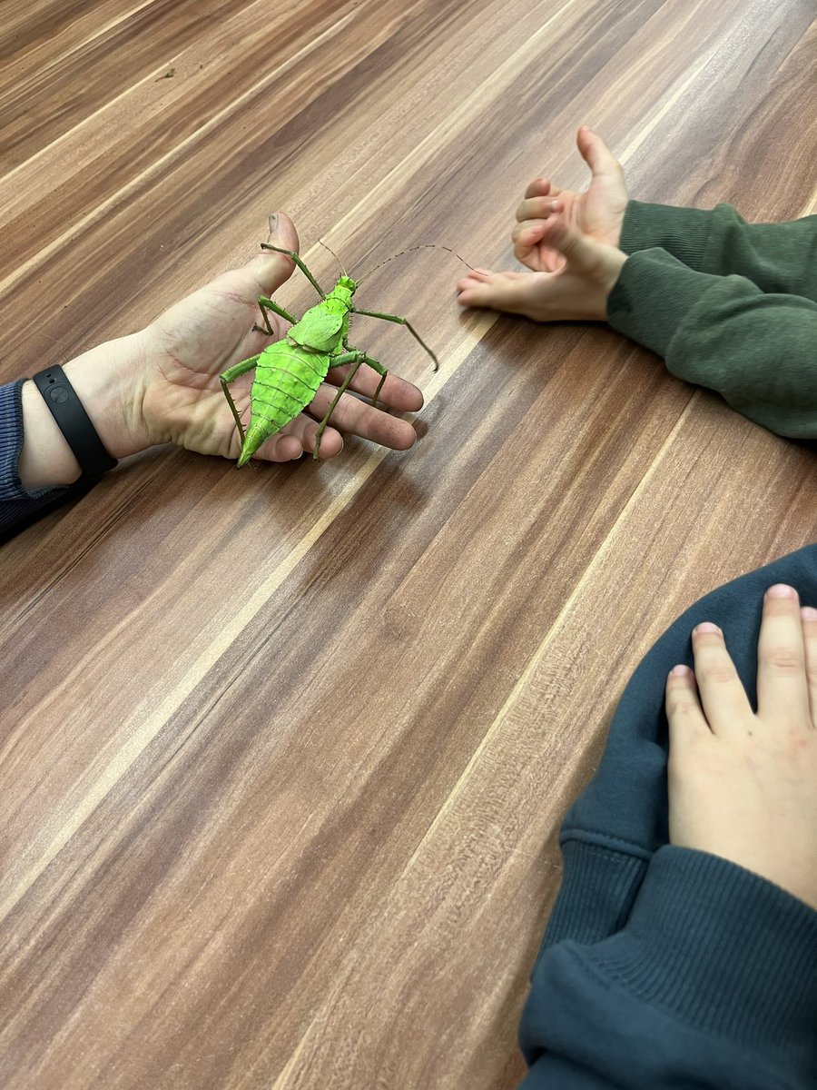 berta5mora's tweet image. El Museu de la Ciència de Granollers programa un munt d’activitats!
Avui al taller d’artròpodes 🕸️🌱🐚