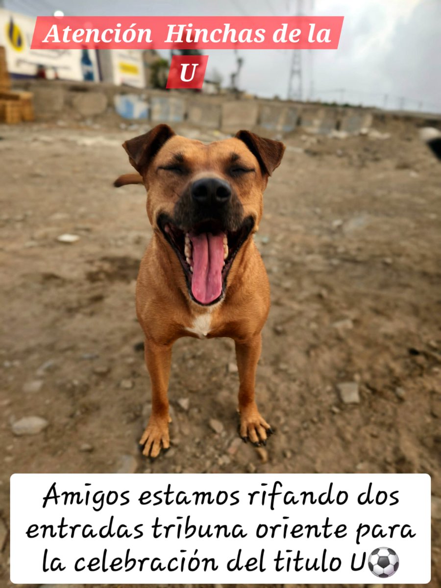 dame_una_pata's tweet photo. ANTENCION HINCHAS DE LA U ⚽
NO PIERDAS LA OPORTUNIDAD DE CELEBRAR CON TU EQUIPO 
NOS DONARON DOS ENTRADAS ORIENTES ASI QUE ESTAMOS VENDIENDO RIFAS A s/5
Sorteo mañana a las 9 de la mañana
Yape 967708944
Meta  comprar  dos Simparica 
Rt porfavor @albertotipiani1 @Sieteagosto1924 https://t.co/Ve2g2jABJG