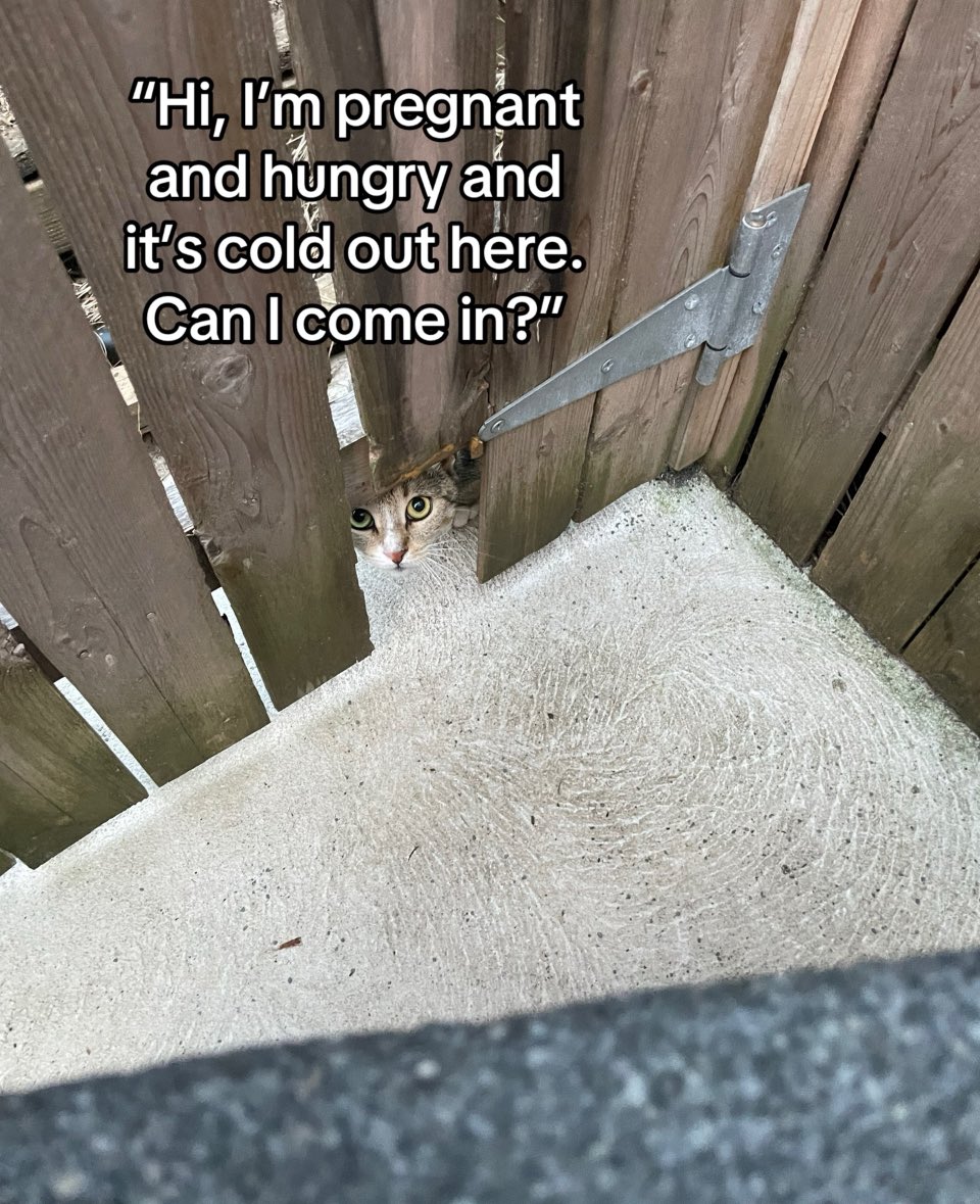 CoolCatStuff's tweet image. Frances was a pregnant stray that found her way into my backyard through a hole in the fence. She was very feral and scared of humans but I fed her every day for a while and slowly gained her trust.

Taking care of her is the only thing that got me out of bed for a while. Then…