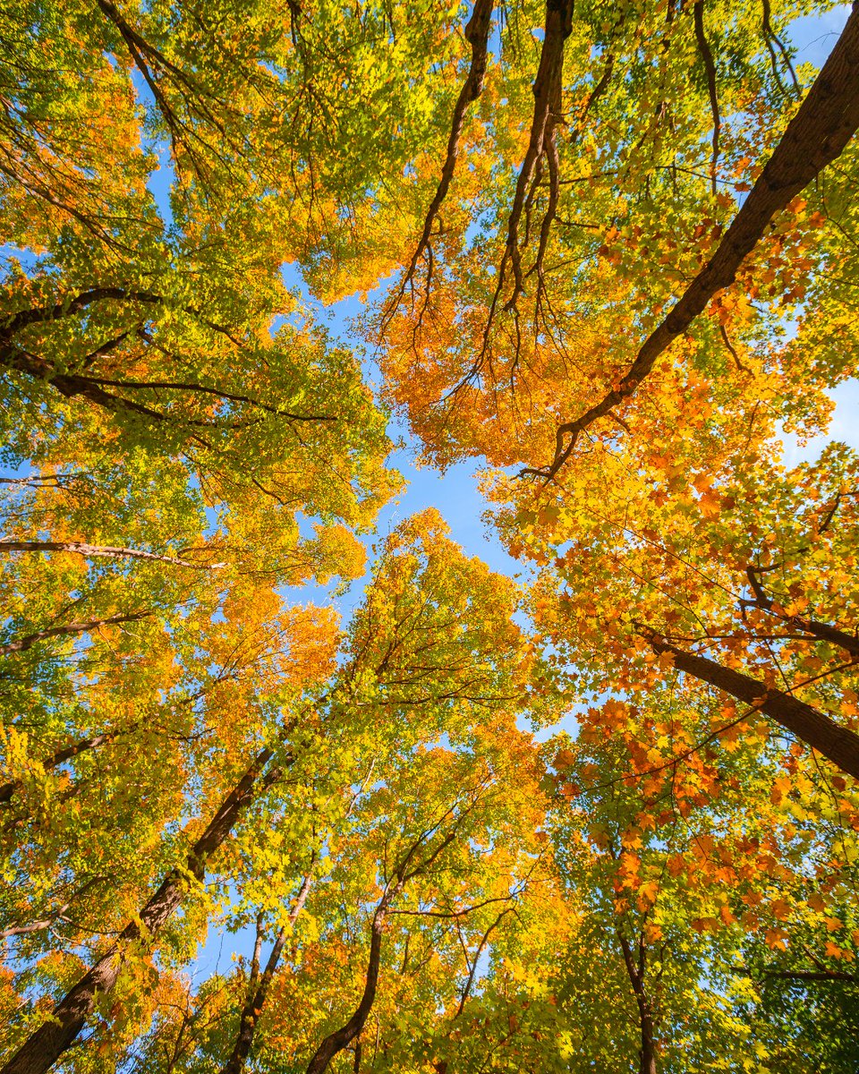 InfoNewHaven's tweet image. This is your reminder to look ⬆️! It's leaf peeping season in New Haven and the foliage is really p̶o̶p̶p̶i̶n̶g̶ peeping off. 🍁

For the best leaf-peeping spots in town head here: bit.ly/3eFzL2r

🍂 
#NHV #EastRockPark #LeafPeeping #Fall