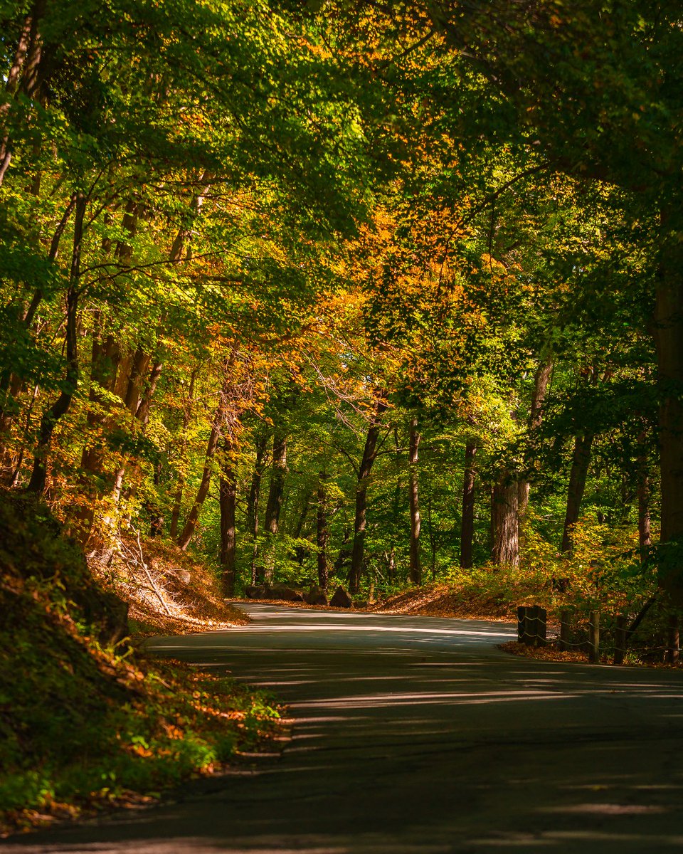 InfoNewHaven's tweet image. This is your reminder to look ⬆️! It's leaf peeping season in New Haven and the foliage is really p̶o̶p̶p̶i̶n̶g̶ peeping off. 🍁

For the best leaf-peeping spots in town head here: bit.ly/3eFzL2r

🍂 
#NHV #EastRockPark #LeafPeeping #Fall