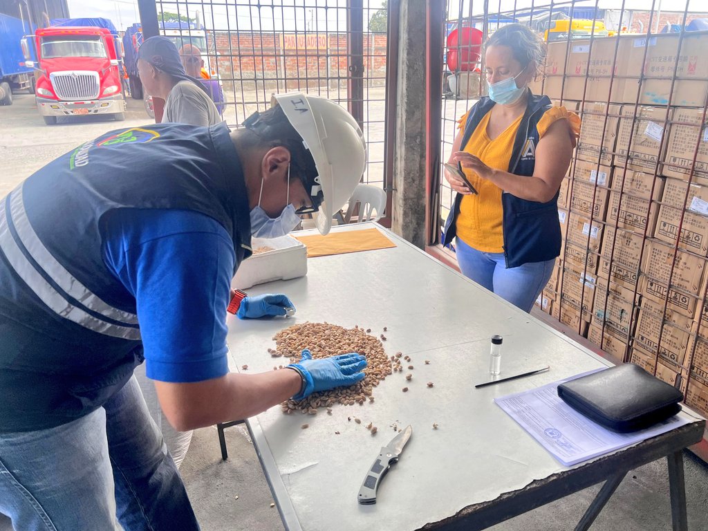 AgrocalidadZ7's tweet photo. #ElOro | Realizamos inspección fitosanitaria a productos agrícolas (maní) importados, con el fin de prevenir la introducción de plagas cuarentenarias al territorio ecuatoriano, en el punto de control terrestre Huaquillas.
#PrevenciónFitosanitaria https://t.co/X9CMRDrV0M