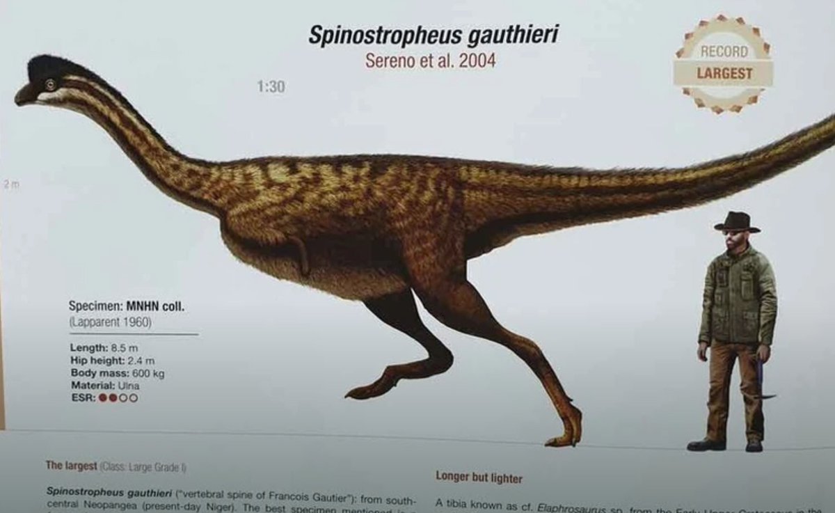 cmkosemen's tweet photo. How accurate is this ultra-weird reconstruction of #Spinostropheus from "The Encyclopedia of Dinosaurs: The Theropods"? https://t.co/PwJjomuznV