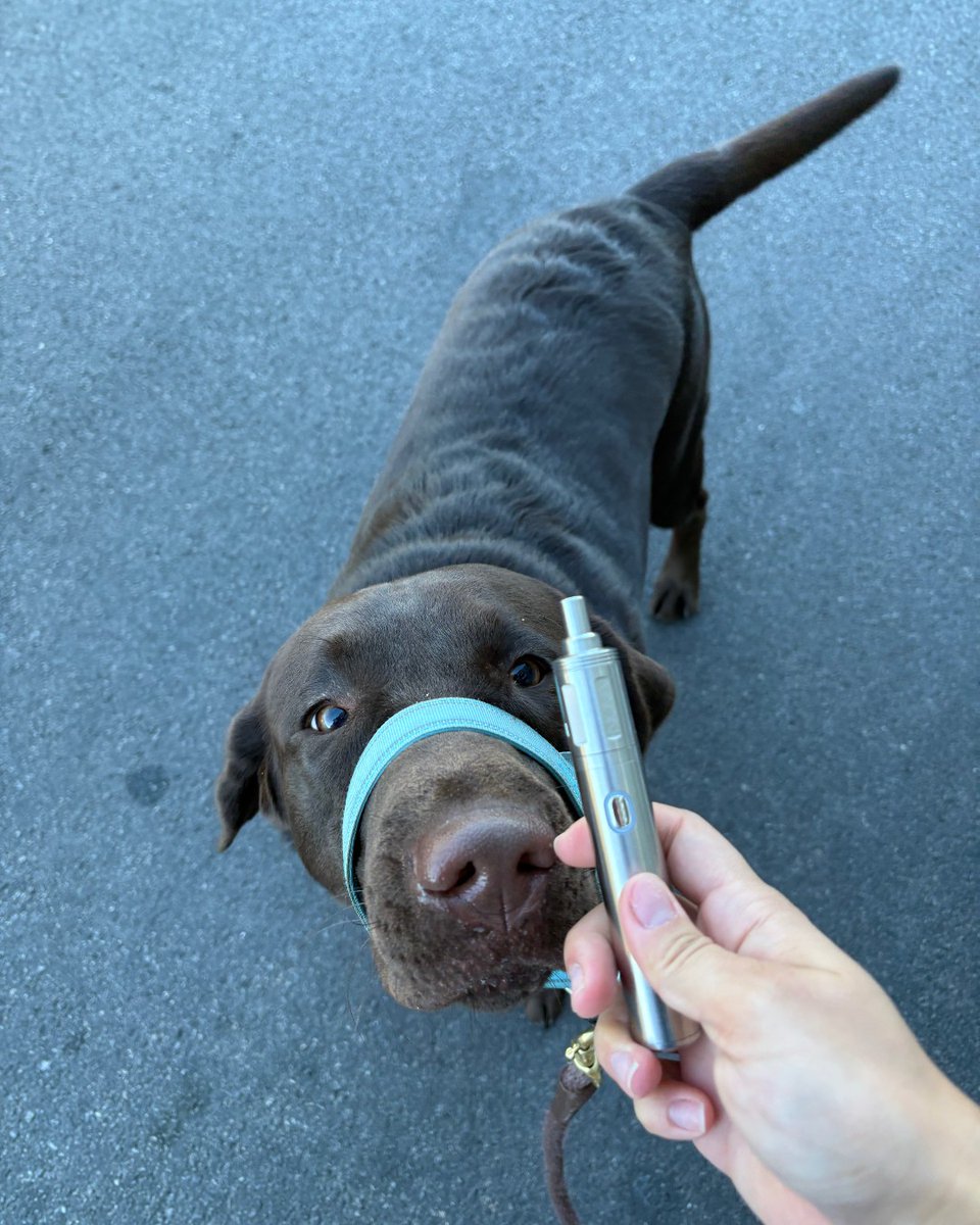 nova_by_cipher's tweet image. They say a dog is man’s best friend…but have you met the NOVA? 🐾🌿 One for the fetch, one for the fresh hits. Now that’s a dynamic duo!

Ready to meet your new best friend? bit.ly/4ezYvCC

#DogWalkEssentials #NOVA #MansBestFriend #Cipher