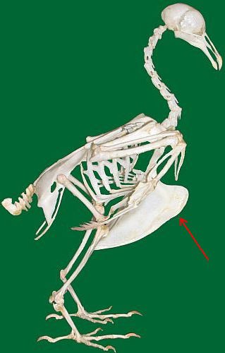 fosterthebeeple's tweet photo. Rotisserie has what’s called a Split Keel, where the keel bone is severely shortened, creating an inverted V between the ribs that exposes the heart and other vital organs. He is missing this entire bone, or at least a large majority of it. https://t.co/jK6E05kg7b