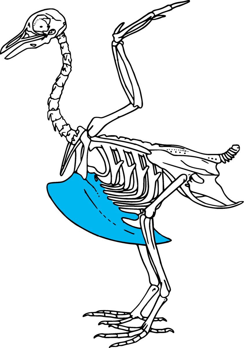 fosterthebeeple's tweet photo. Rotisserie has what’s called a Split Keel, where the keel bone is severely shortened, creating an inverted V between the ribs that exposes the heart and other vital organs. He is missing this entire bone, or at least a large majority of it. https://t.co/jK6E05kg7b