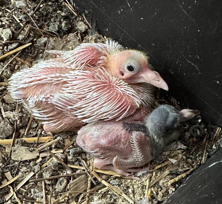 fosterthebeeple's tweet photo. Most birds with this deformity don’t survive. Here he is at two weeks old, when I decided to start hand feeding him. If I hadn’t pulled him, he likely would have died. Two of his full siblings this year have died in the nest shortly after hatching, possibly bc of split keel. https://t.co/mbp1zhW8I8
