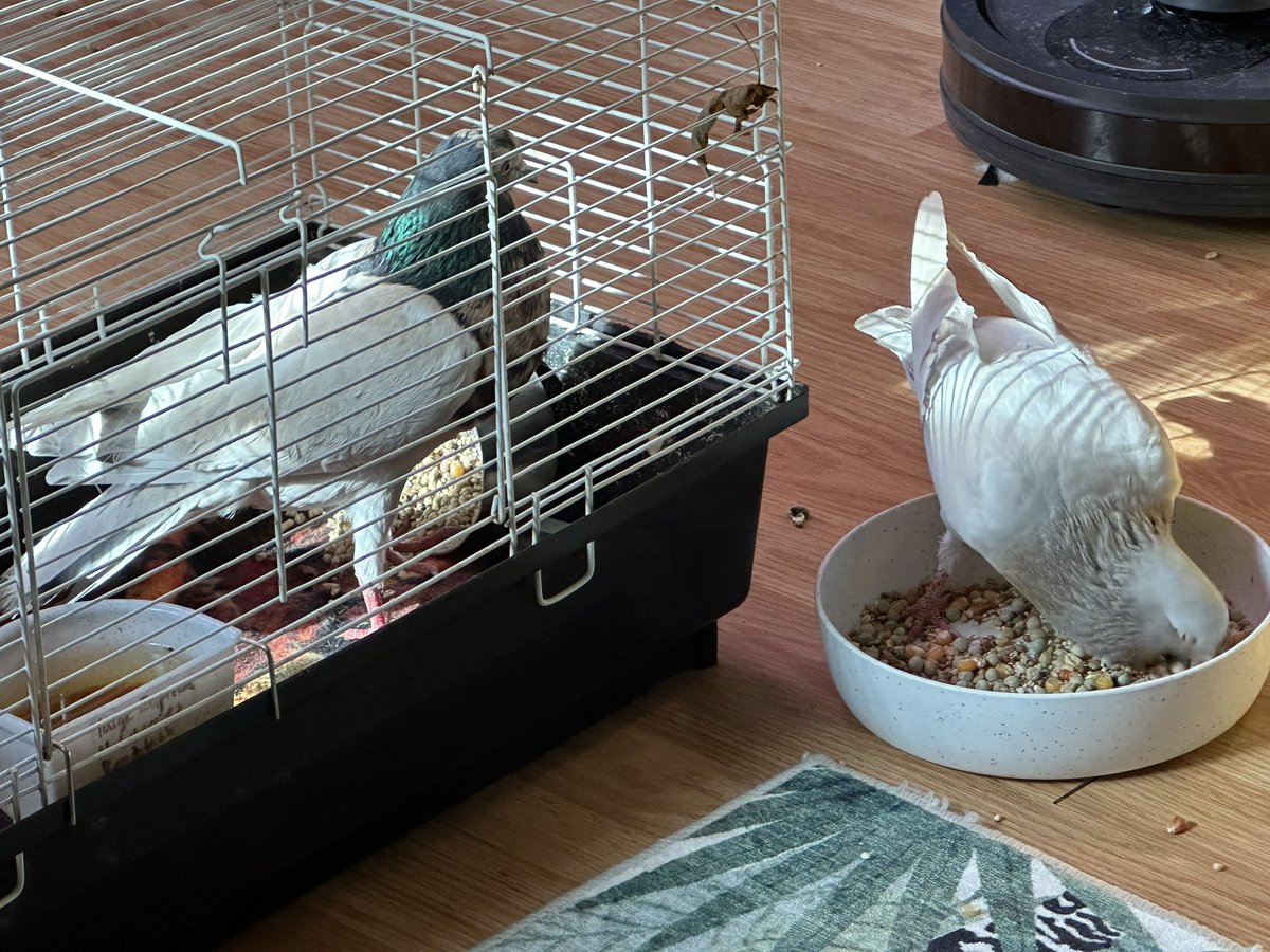 fosterthebeeple's tweet photo. He eats, drinks, bathes, flies, and scuffles like a totally normal bird, I’ve never noticed a single weird thing about his behavior. I’ve brought him inside for now to closely monitor him and assess where to go from here. (Cage extremely temporary, he’s in a big kennel now!) https://t.co/9W2afptSUA