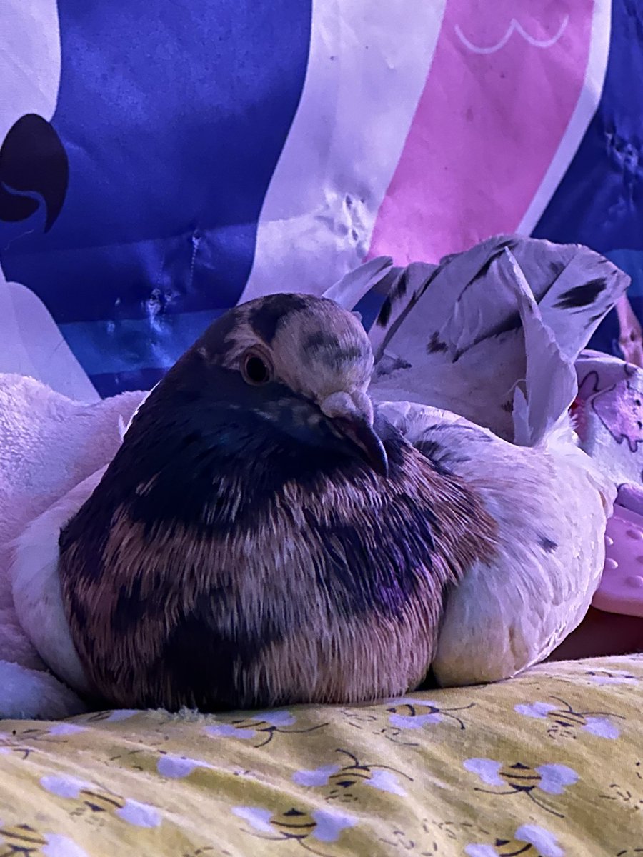 fosterthebeeple's tweet photo. We see the vet on Thursday to get a better idea of what to do, and if I can afford it, I will be getting an xray. The vets who have responded to me are very curious and surprised he has survived this long. Split keel is so rare that finding anything at all on line is difficult. https://t.co/spSw662MAC
