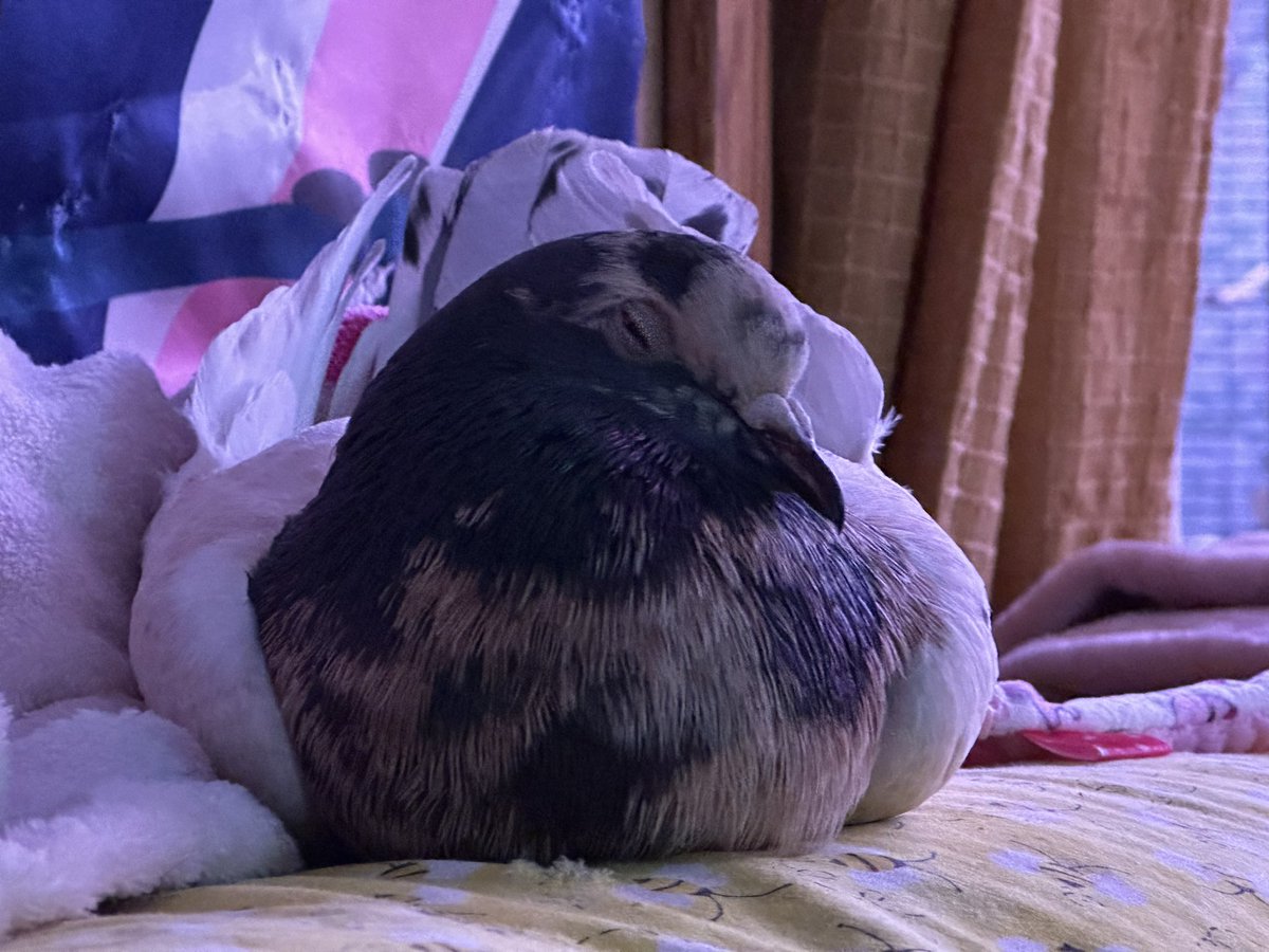 fosterthebeeple's tweet photo. We see the vet on Thursday to get a better idea of what to do, and if I can afford it, I will be getting an xray. The vets who have responded to me are very curious and surprised he has survived this long. Split keel is so rare that finding anything at all on line is difficult. https://t.co/spSw662MAC