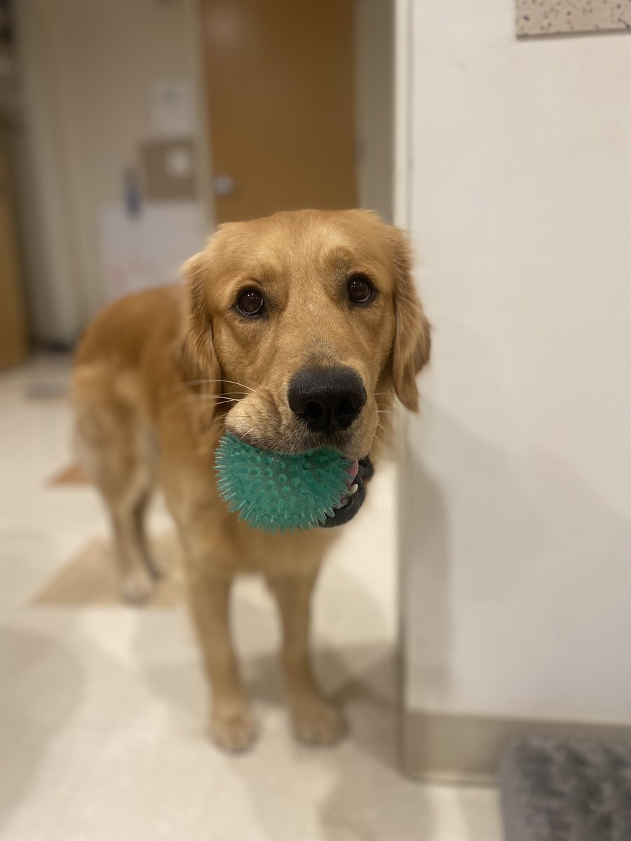 Meet Bata, Our Newest Facility Dog! We’re thrilled to welcome Bata to ...