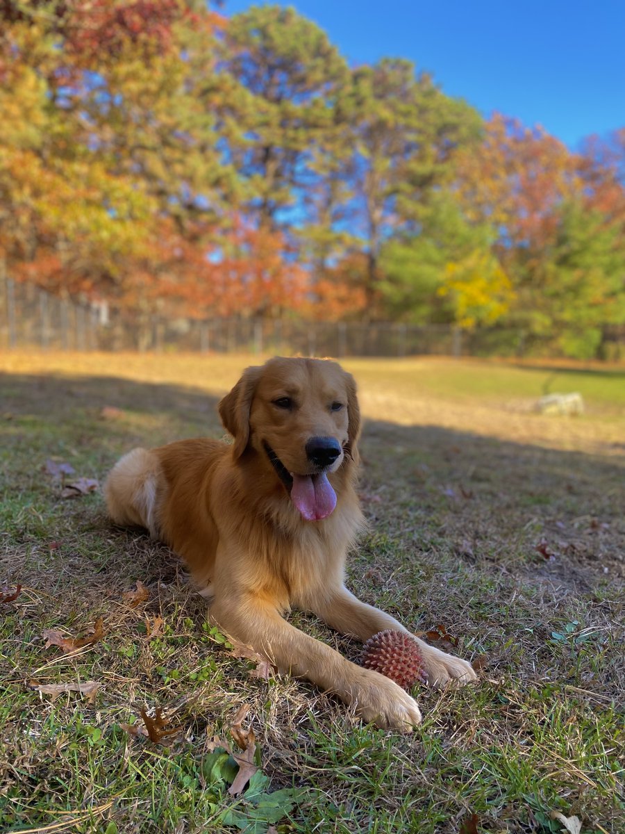 Meet Bata, Our Newest Facility Dog! We’re thrilled to welcome Bata to ...