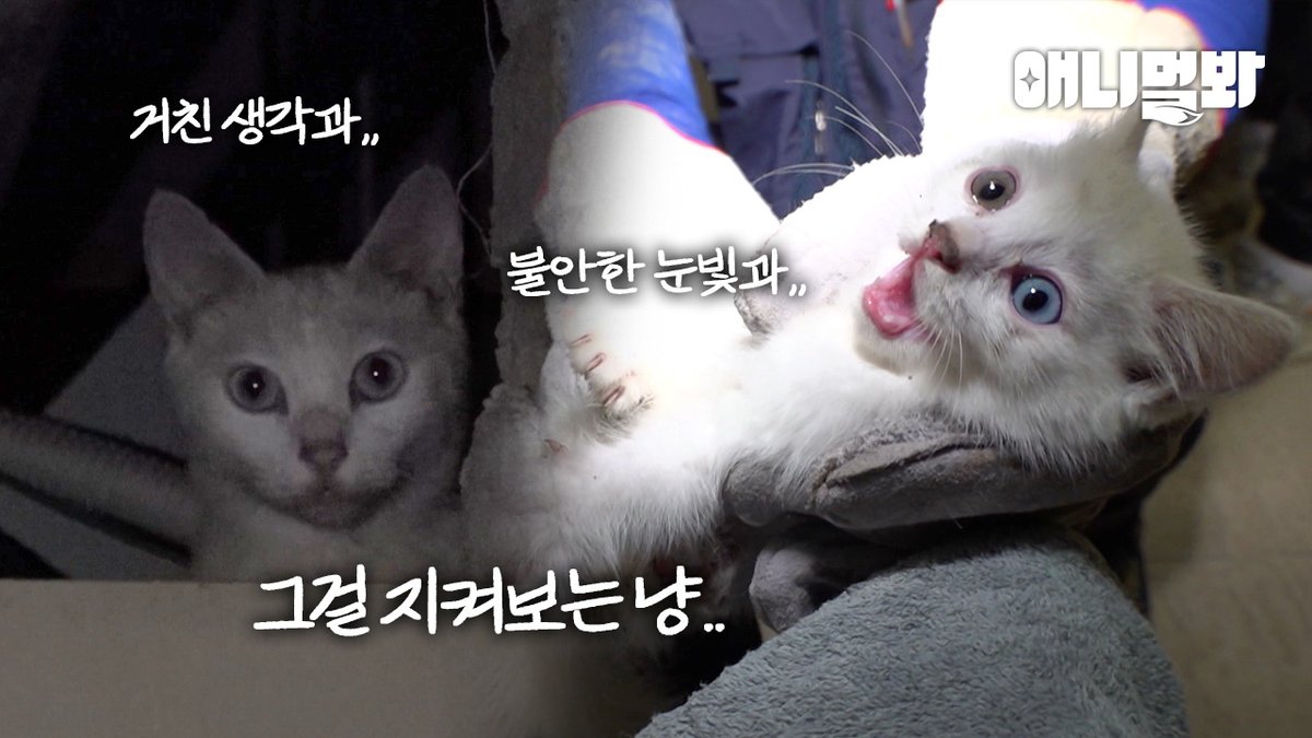sbsyang's tweet photo. 고양이 구조야 껌인 동농제작진ㅎ(근데 이제 벽안의 반전을 곁들인...) #애니멀봐
📷📷 Full ver. https://t.co/NVKAhKeiJ0
📷📷 Follow @sbsyang
#동물농장 #고양이구조 #고양이 #냥이 #cat #kucing #conmeo #kitten #catstuck #cat #catrescue #rescuecat #rescuekitten #saveme https://t.co/M260I46QAS