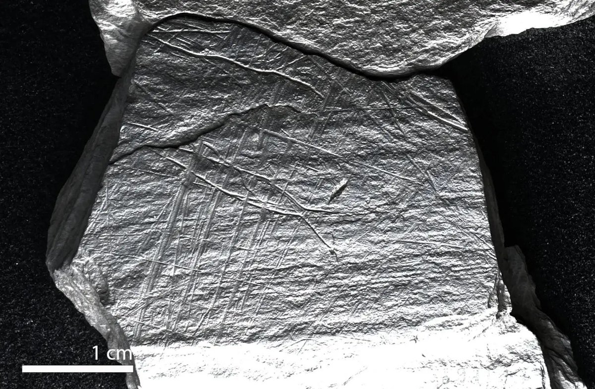 Stonefishweirs's tweet photo. Paleolithic #fishtrap or #fishweir?Archaeologists from the Leibniz-Zentrum für Archäologie (#LEIZA) and #DurhamUniversity have uncovered engravings at the Ice Age site of Gönnersdorf that shows the earliest known depictions of fishing. https://t.co/Ocb7evOT71 https://t.co/i9n1oBpL1K