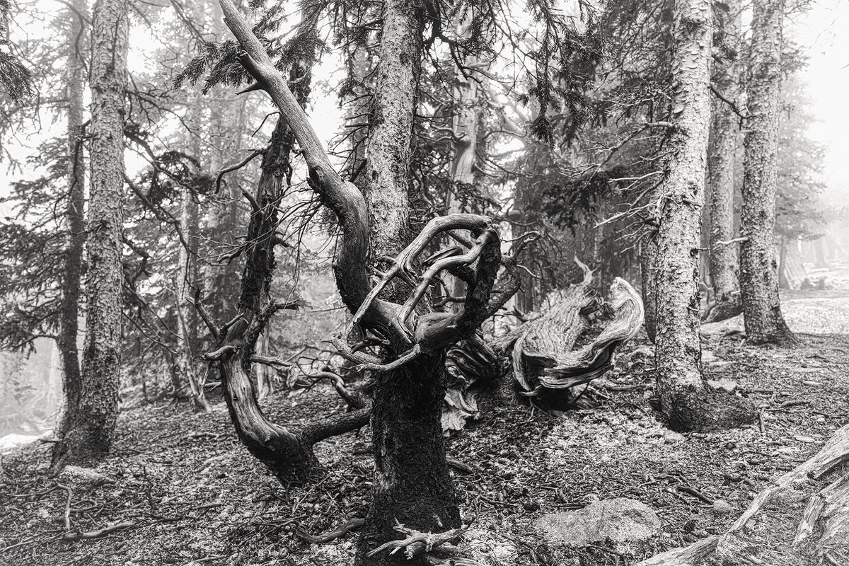 DMartinezImages's tweet image. Talk less. 
Art more. 
QT your Art