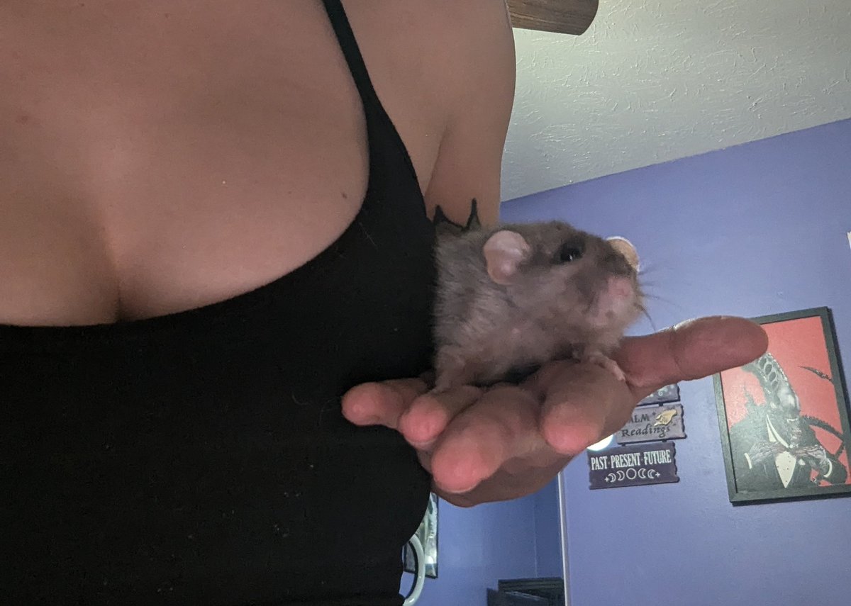 ꧁ 𝖘𝖞𝖓𝖙𝖍𝖊𝖙𝖎𝖐𝖆 𝖑𝖞𝖓𝖓 ꧂🐀💪 tweet media