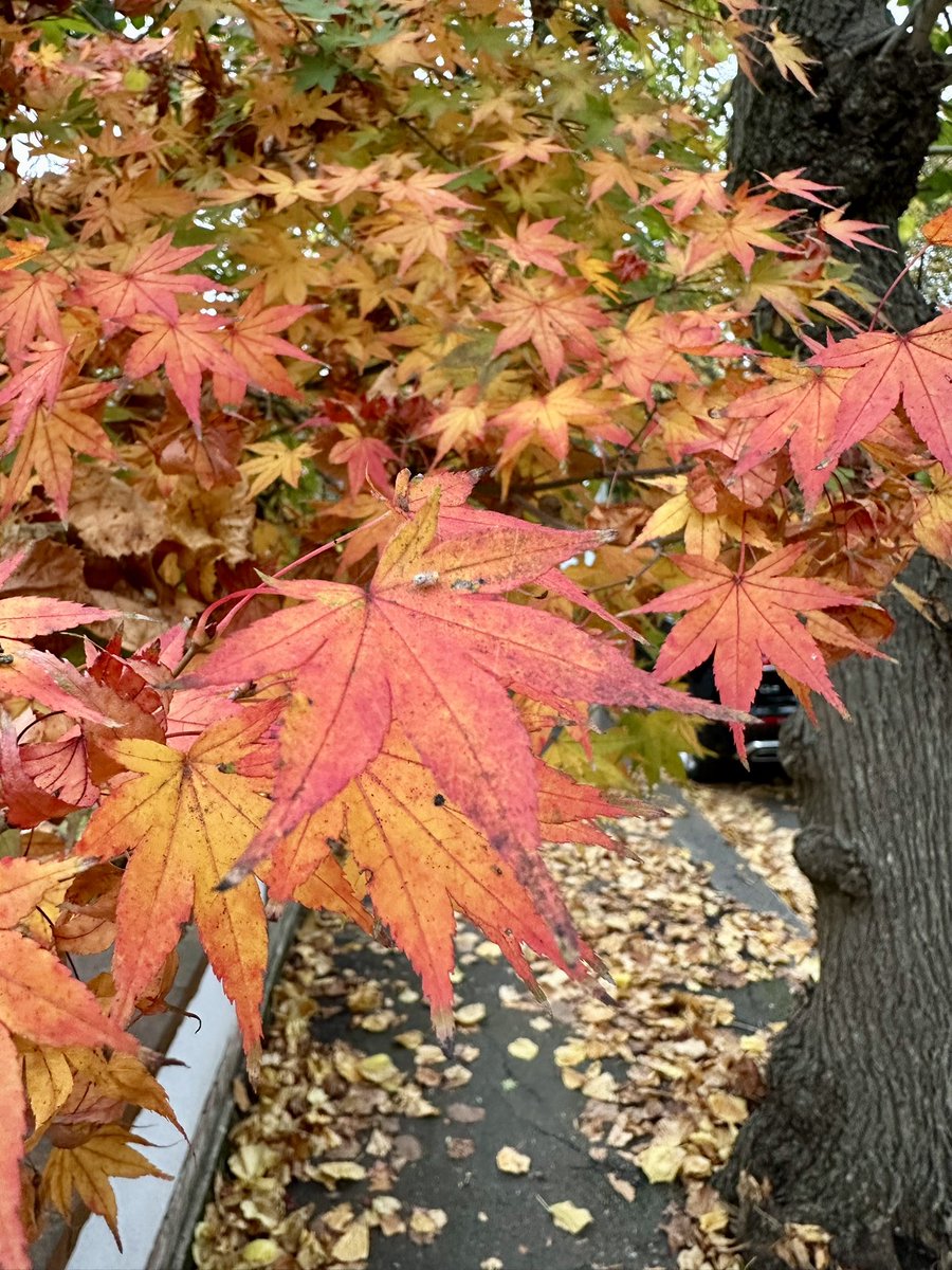 Cycling around Richmond Park today 🚴‍♀️🦌