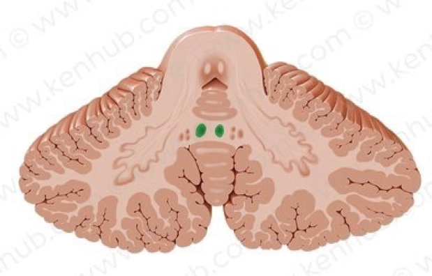 Fastigial Nucleus: the most important structure you’ve never heard of.

6 points on anatomy and function.