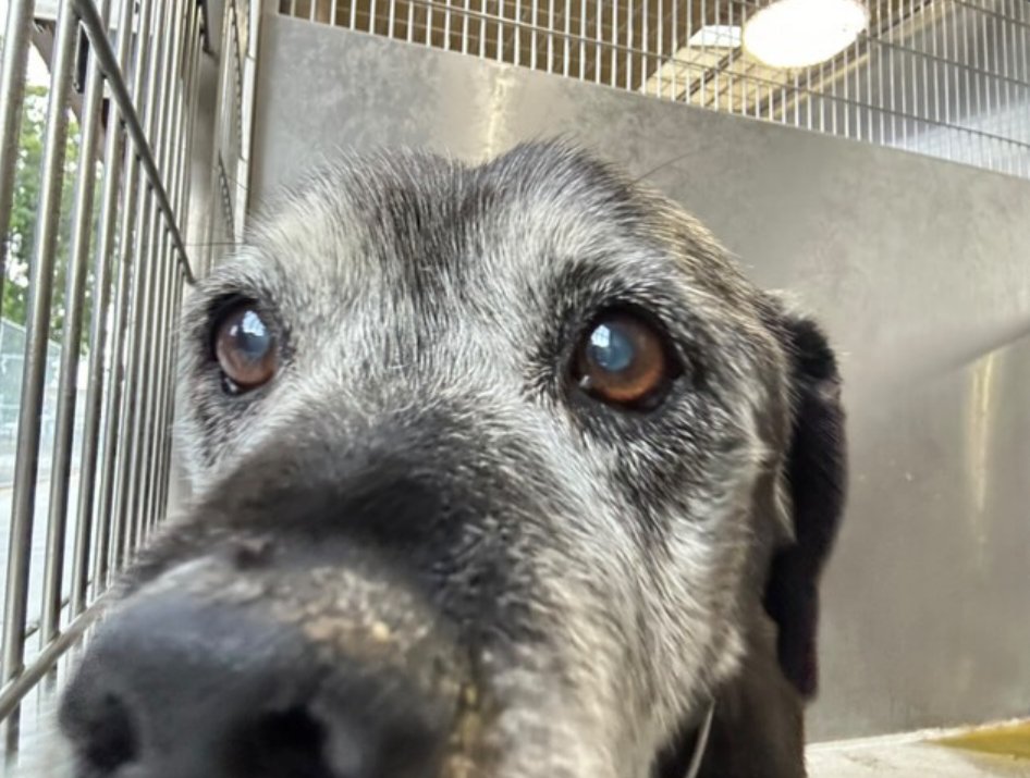 mapleveewesem's tweet photo. 💔🆘💔A couple of pics of senior lab mix ZORRO at Downey CA that volunteers just happened to have in their camera rolls. We have notes from the shelter too (in thread). Please visit him this wknd - let's find him a forever home ASAP🙏 info⬇️ #A5659128 https://t.co/XFUFzh9xTp