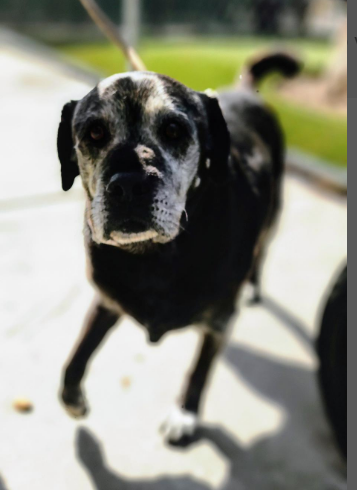 mapleveewesem's tweet photo. 💔🆘💔A couple of pics of senior lab mix ZORRO at Downey CA that volunteers just happened to have in their camera rolls. We have notes from the shelter too (in thread). Please visit him this wknd - let's find him a forever home ASAP🙏 info⬇️ #A5659128 https://t.co/XFUFzh9xTp