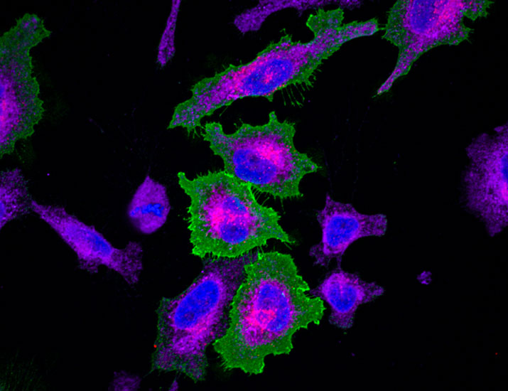 scisignal's tweet photo. Scientists introduce extracellular #TurboID, a refinement of the popular #proteomics tool that interrogates #ProteinProteinInteractions on the exterior cell membrane, and characterize interactions between #EGFR and #LDLR. @gingraslab1 @SinaiHealth https://t.co/kJy1S18D1W https://t.co/0vTIbtLBP0