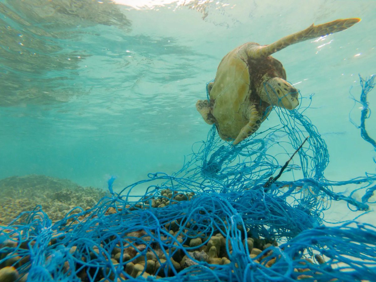 ACetacea's tweet photo. Les "xarxes fantasma" són aparells de pesca abandonats al mar que esdevenen trampes mortals per a la vida marina, especialment per als cetacis. 😞 Reduir aquest tipus de contaminació és clau per protegir els nostres oceans i la seva fauna! #ConservacióMarina https://t.co/3VONv8c5vY