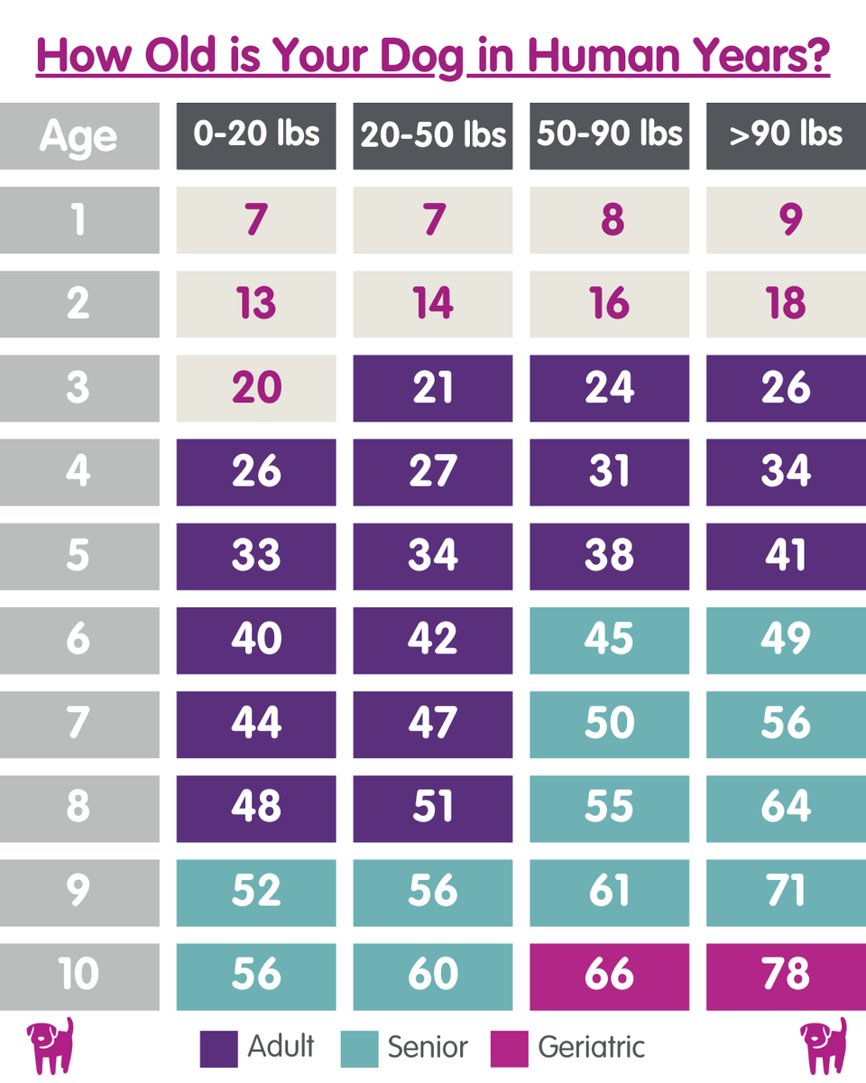 Chart Four Years Old In Dog Years Dog Age Cat Vs Human Age Chart