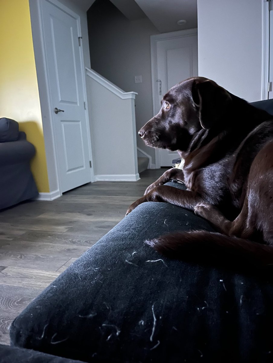 This weeks featured pets are Penny and Cooper. They are a 3.5 year old chocolate lab and a 2 year old silver lab respectively. Cooper &amp; Penny both love pup cups, playing fetch, and trying to play with their cat siblings. They belong to <a href="/DrKMercadante/">Katie Mercadante</a>